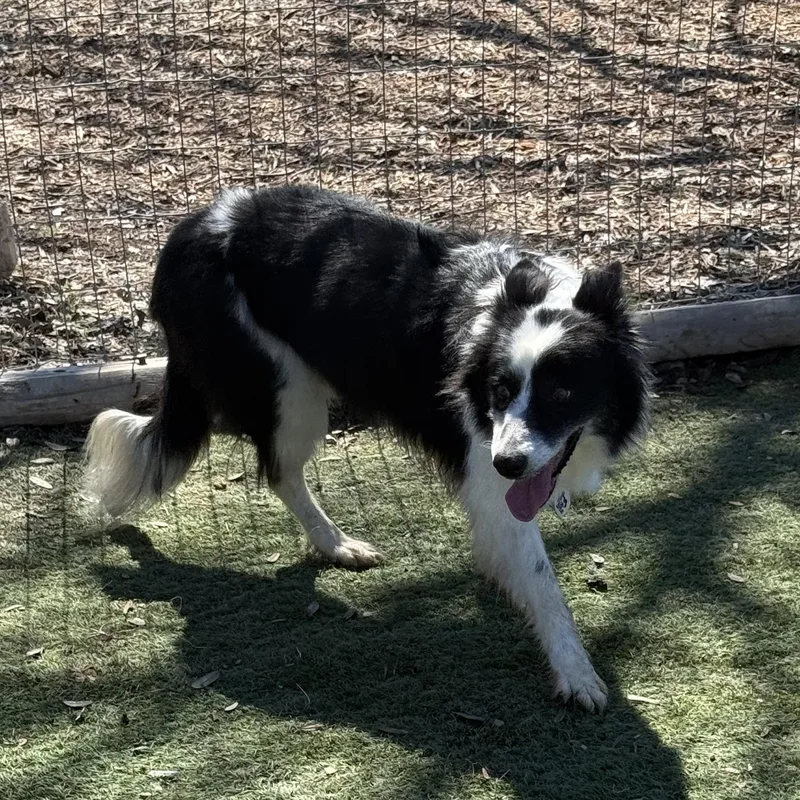 An adult medium-sized female Black Border Collie dog named Sophia for adoption in Center Point, TX