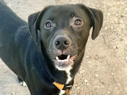An adult medium-sized male Black Mixed Breed dog named Slushy for adoption in Georgetown, TX