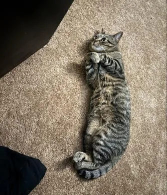 Meatball