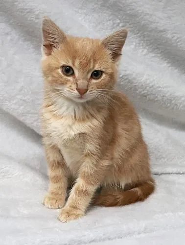 A young medium-sized female Domestic Short Hair cat named Crystal for adoption in Thief River Falls, MN