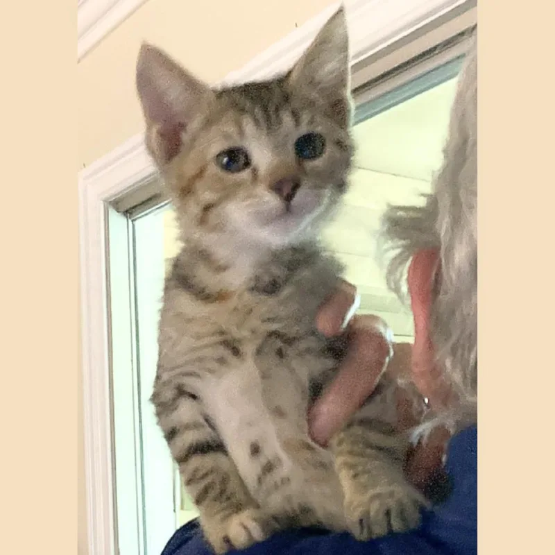 A baby small-sized male Brown / Chocolate Domestic Short Hair cat named Sunny for adoption in Pleasant Hill, CA