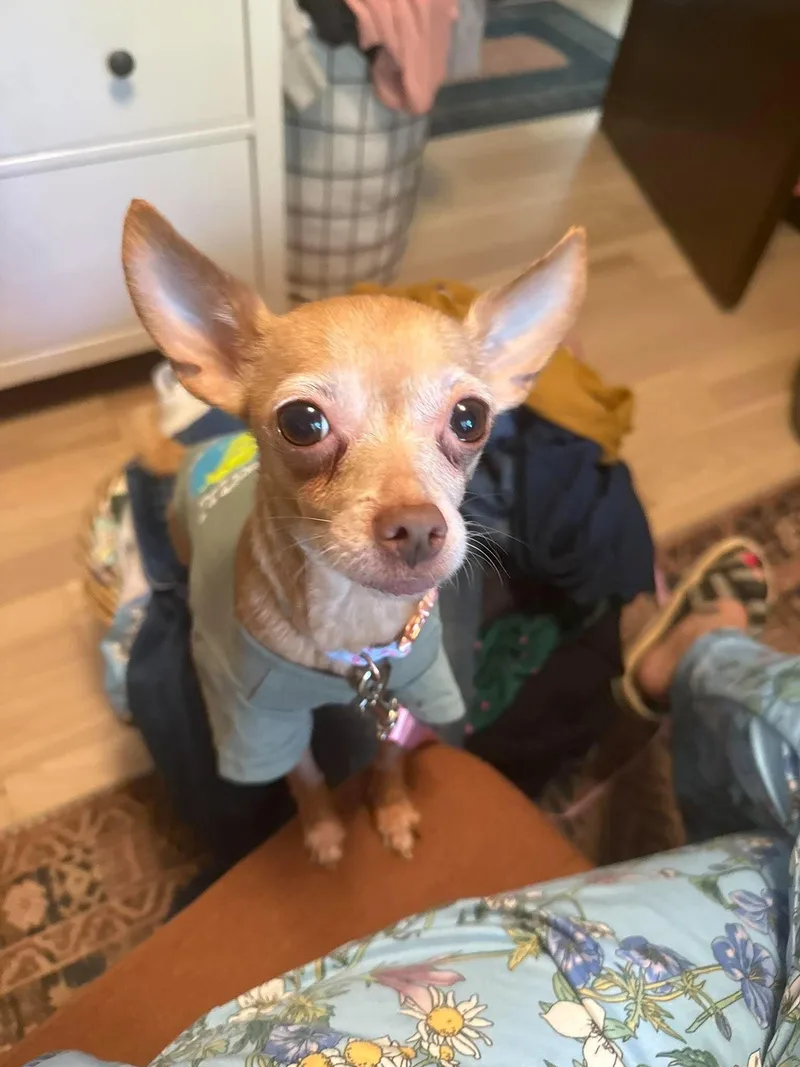 A young small-sized male Chihuahua dog named Taco for adoption in GILBERTS, IL