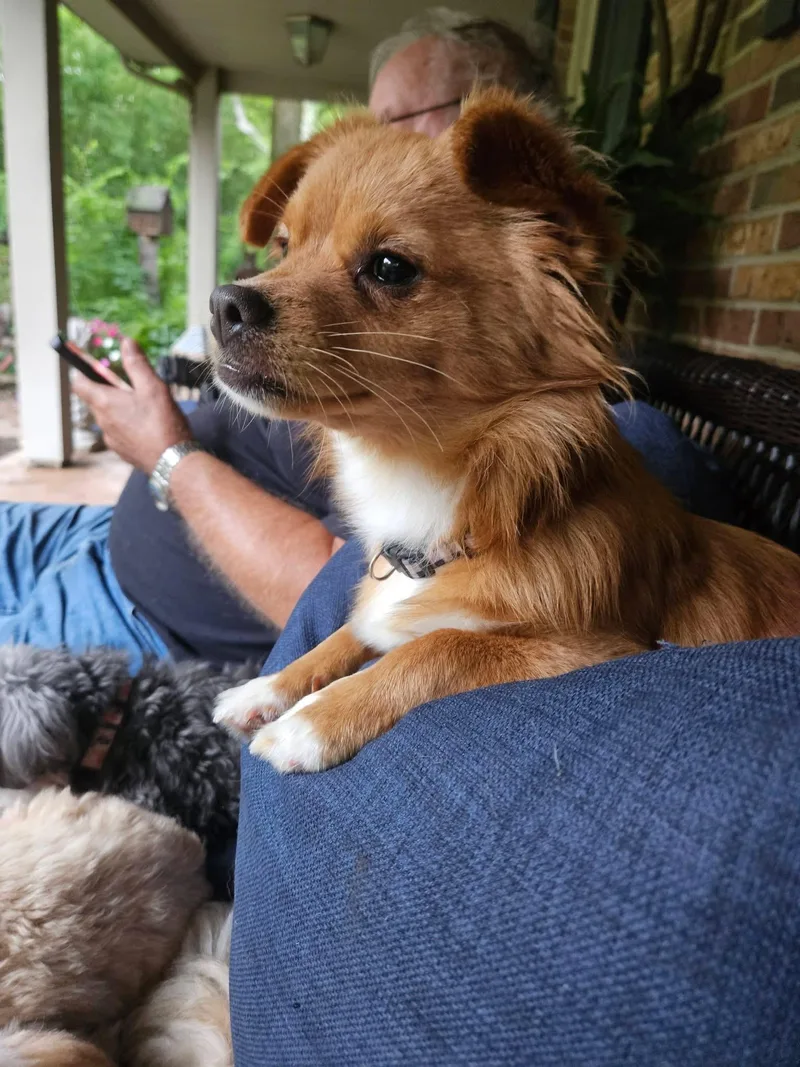 A young small-sized male Chihuahua dog named Teddy for adoption in Dayton, OH