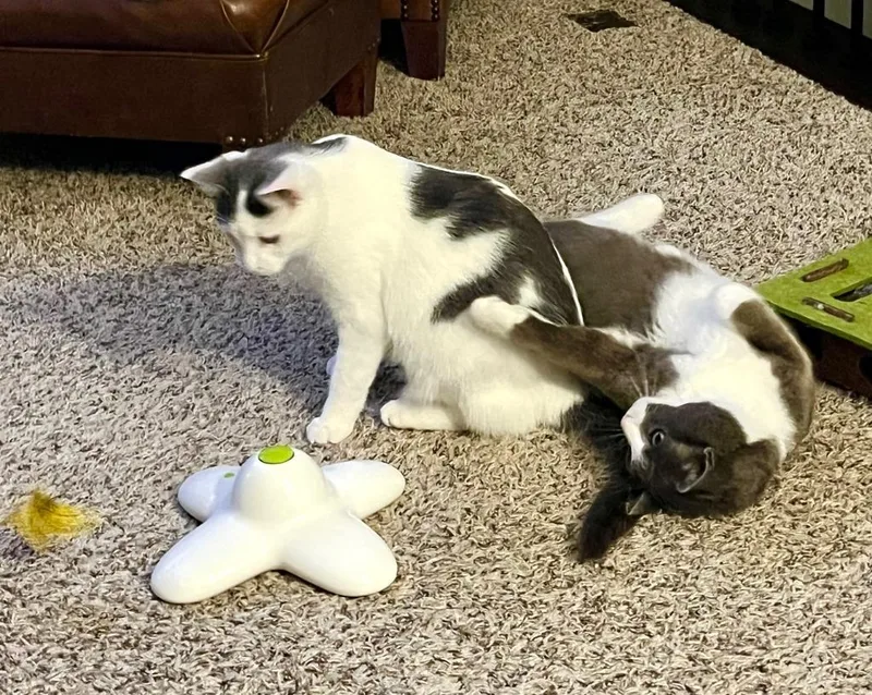 A young medium-sized female Domestic Short Hair cat named Hershey No Longer Accepting for adoption in Minneapolis, MN