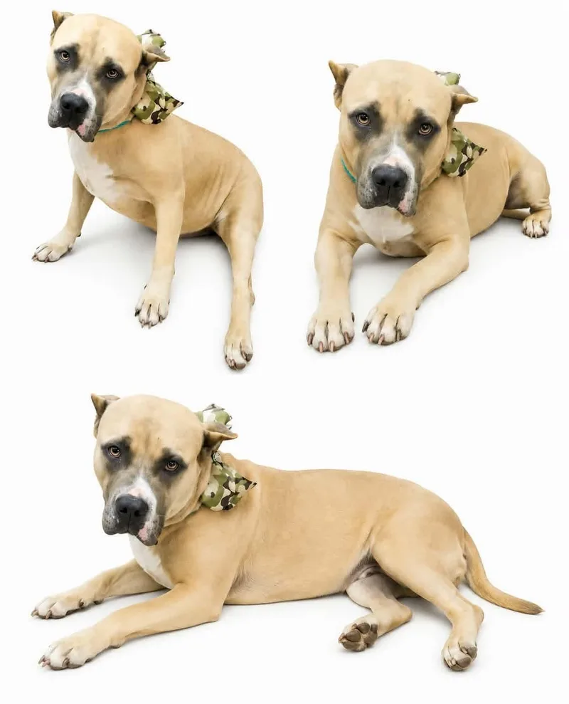An adult extra large-sized female Cane Corso dog named Beta The Sweetest for adoption in Conway, SC