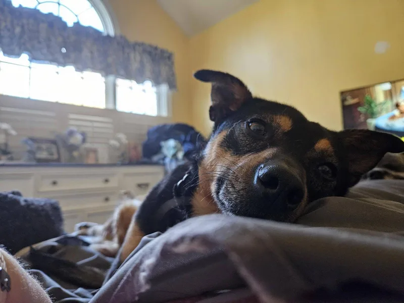 An adult small-sized male Miniature Pinscher dog named Chico for adoption in Holbrook, NY