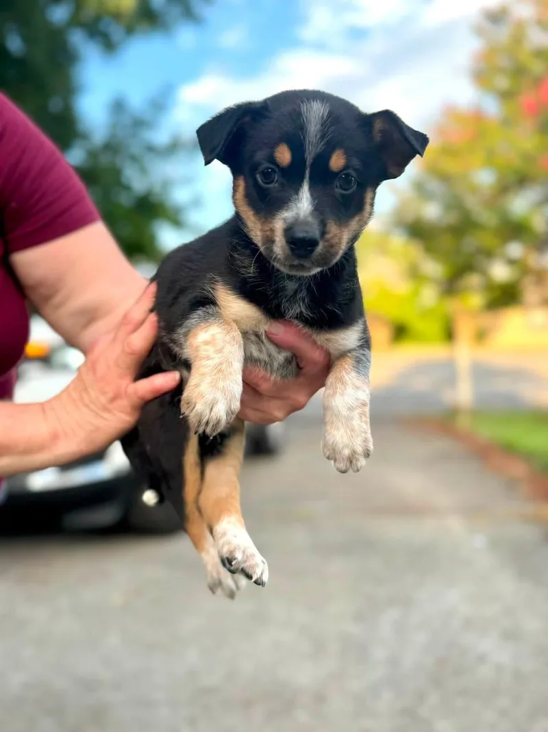 A baby medium-sized male Australian Cattle Dog / Blue Heeler dog named Dave chipmunk litter for adoption in Holly Springs, NC