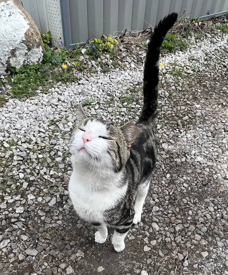 Turbo Tax thumbnail 2