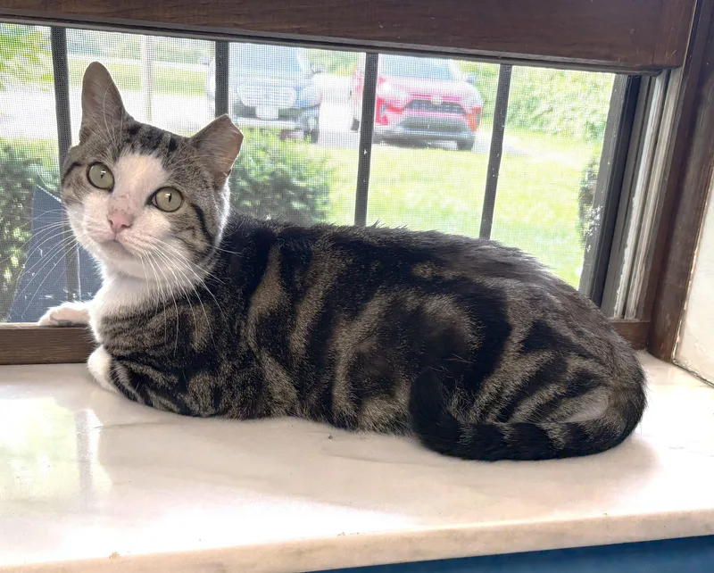 Turbo Tax thumbnail 3