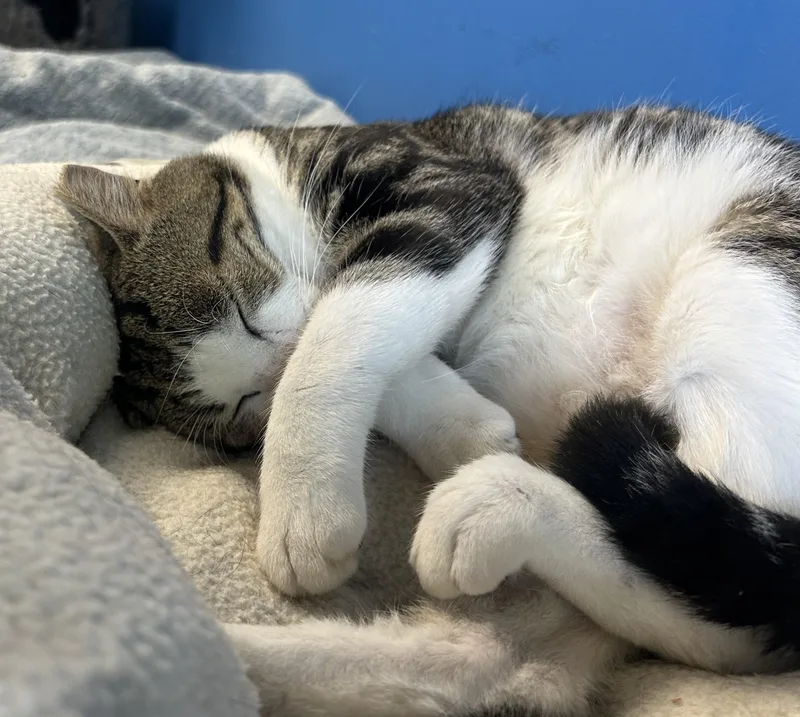 Turbo Tax thumbnail 6