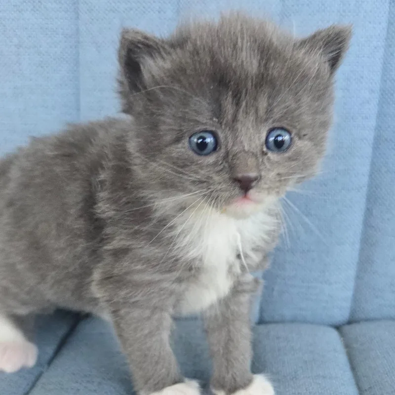A baby small-sized female Gray / Blue / Silver Domestic Short Hair cat named Sydney for adoption in East Hanover, NJ