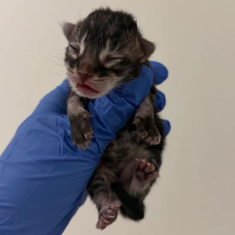 A baby small-sized male Black Domestic Short Hair cat named Peanut Butter for adoption in Philadelphia, PA