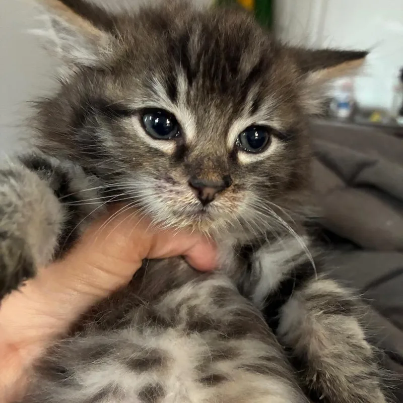 Peanut Butter thumbnail 2