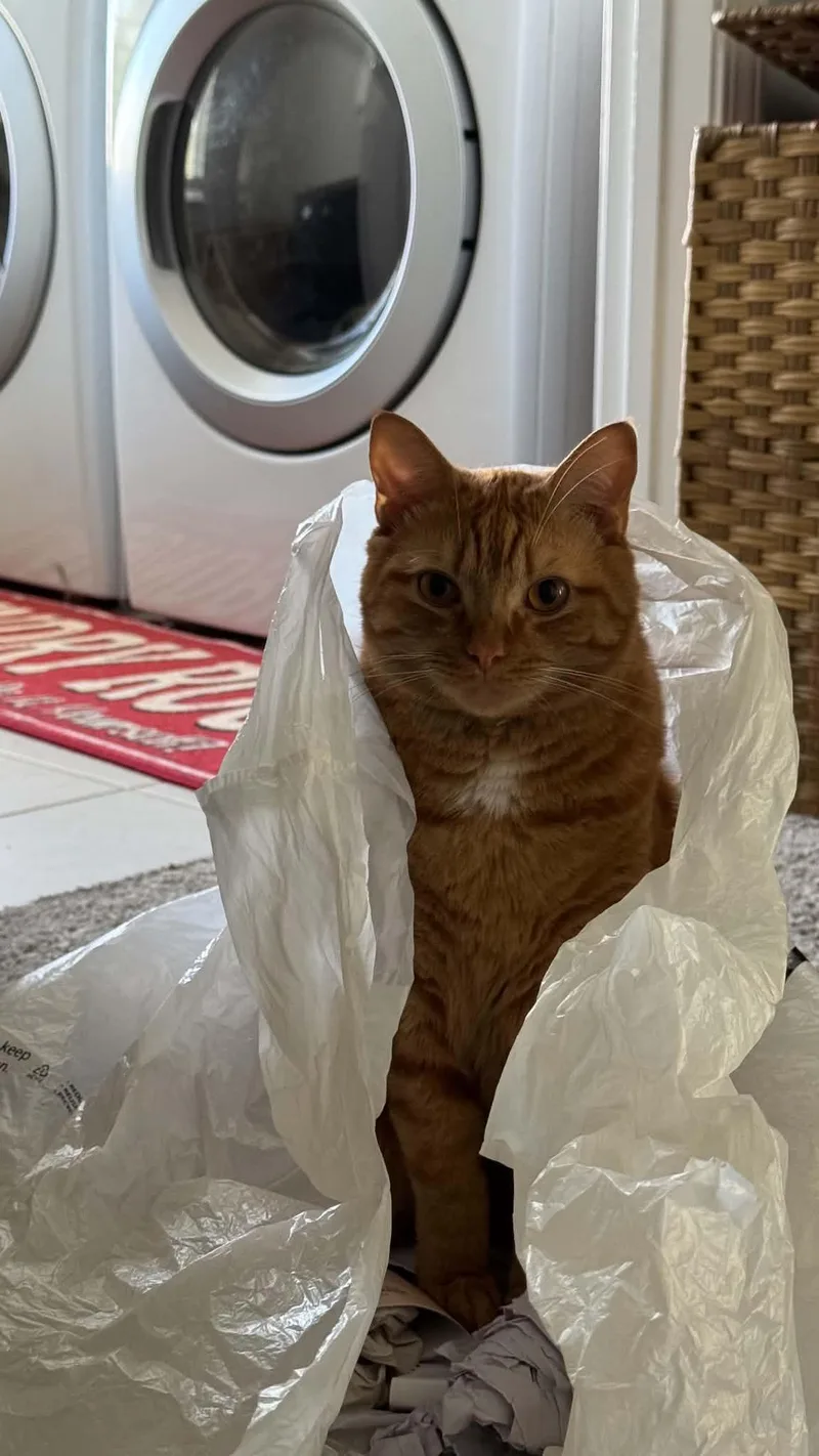 An adult large-sized male Tabby cat named Tango The Main Squeeze for adoption in Charlotte, NC