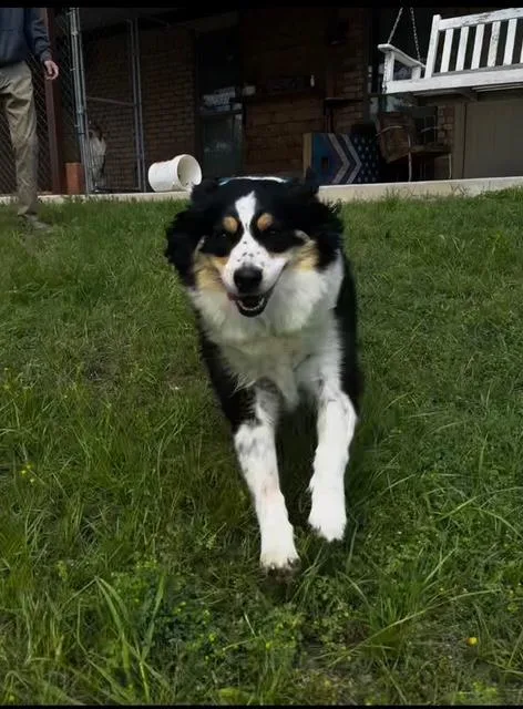 A young medium-sized female Tricolor (Brown, Black, & White) Australian Shepherd dog named Lady Mae for adoption in Springtown, TX