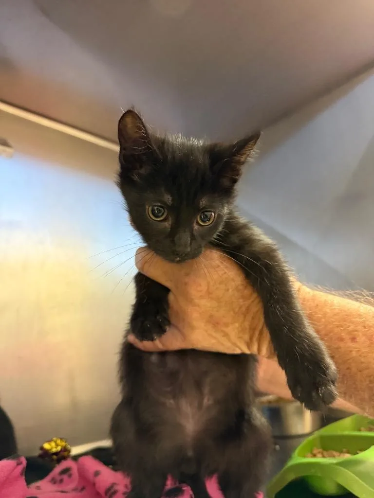A baby small-sized male Domestic Short Hair cat named Flynn for adoption in Bossier City, LA