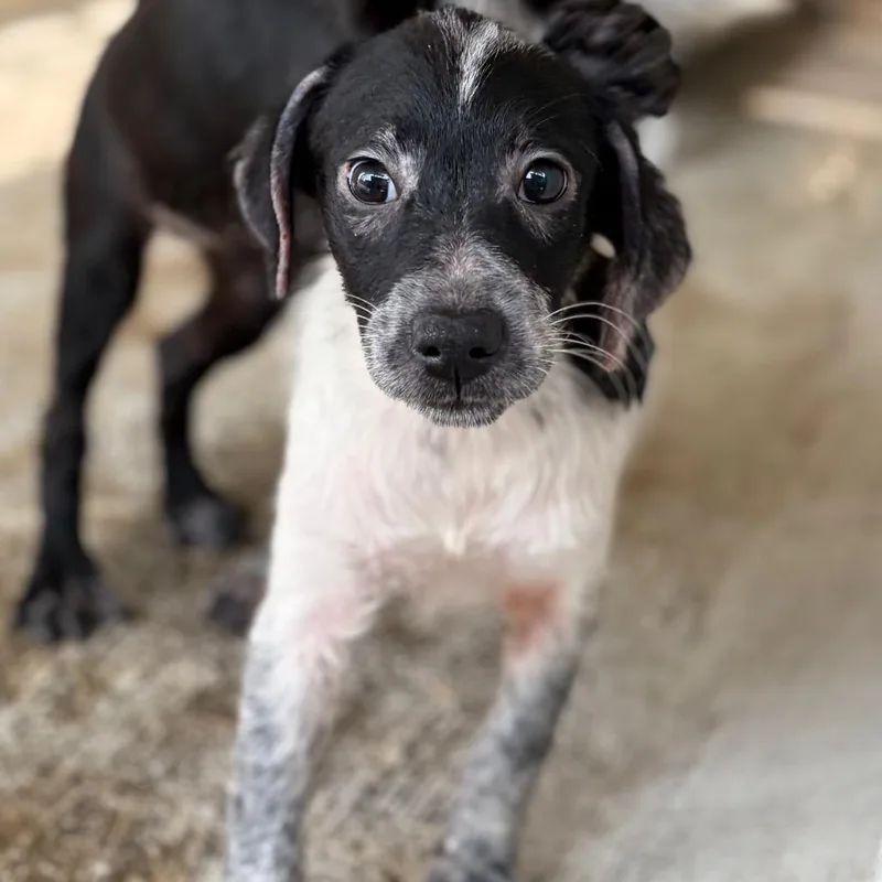 Ari