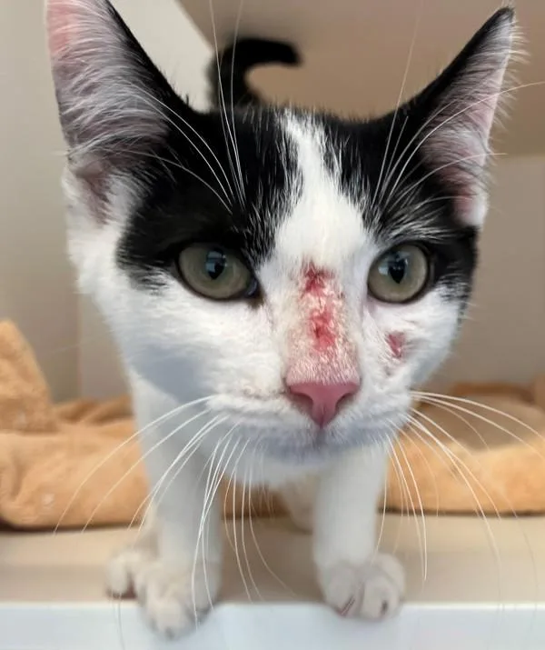 A baby medium-sized male Domestic Short Hair cat named Coco Butter for adoption in Staten Island, NY