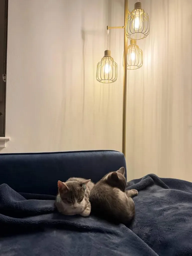 A baby medium-sized male Gray / Blue / Silver Domestic Short Hair cat named Ghost for adoption in North Bergen, NJ