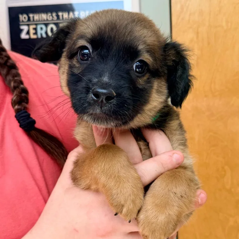 A baby small-sized male Brown / Chocolate Australian Shepherd dog named Buckle for adoption in Columbus, GA
