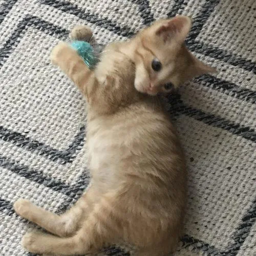 A baby small-sized male Orange / Red Domestic Short Hair cat named Red Robin for adoption in Knoxville, TN