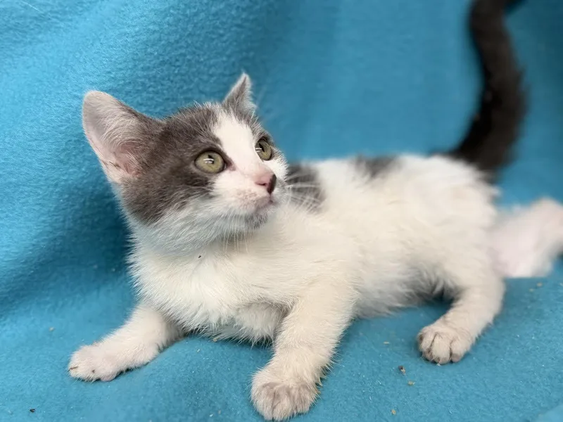 A young small-sized female Gray & White Domestic Short Hair cat named Galaxy for adoption in Oakdale, CA