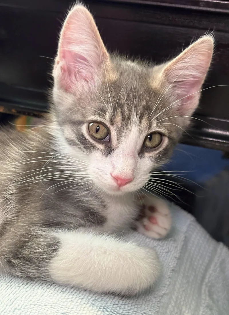A baby small-sized male Gray / Blue / Silver Domestic Short Hair cat named :::ricky::: for adoption in Yorba Linda, CA