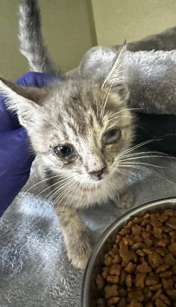 A baby small-sized female Domestic Short Hair cat named Vermena for adoption in Vallejo, CA