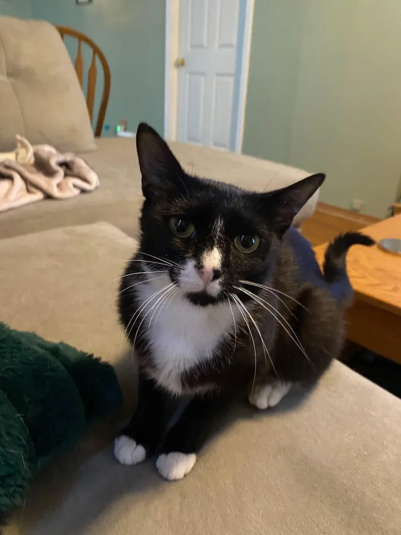 An adult medium-sized female Domestic Short Hair cat named Valentina for adoption in Ontario, NY