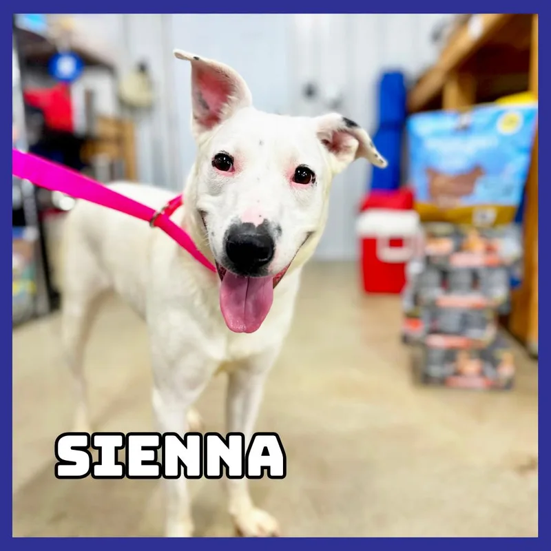 Sienna