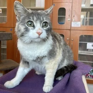 An adult medium-sized female Dilute Calico Domestic Short Hair cat named Ethel for adoption in Rochester, MN