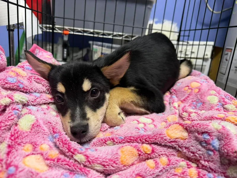 A young medium-sized male Bicolor Terrier dog named Taco for adoption in Mechanicsburg, PA