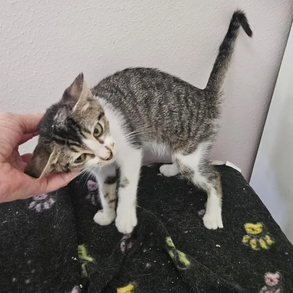 A baby small-sized female Domestic Short Hair cat named Abigail for adoption in Austin, TX
