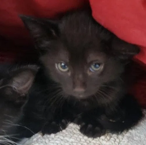 A baby small-sized male Black Domestic Short Hair cat named Camden for adoption in Oakland, CA