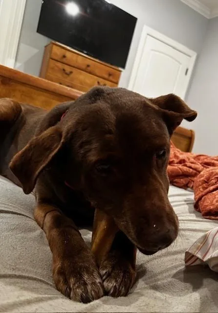 Brownie