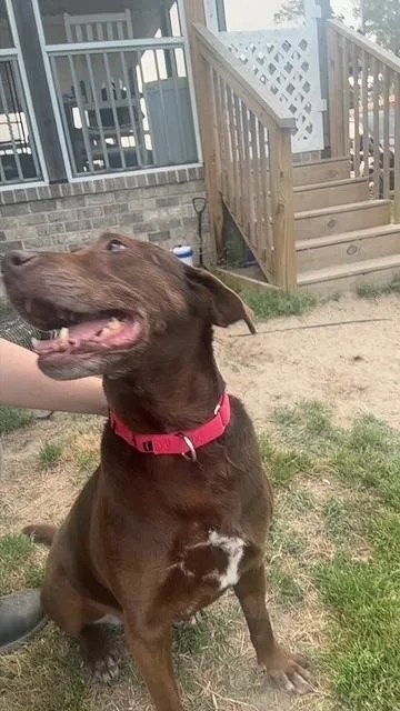 Brownie thumbnail 3