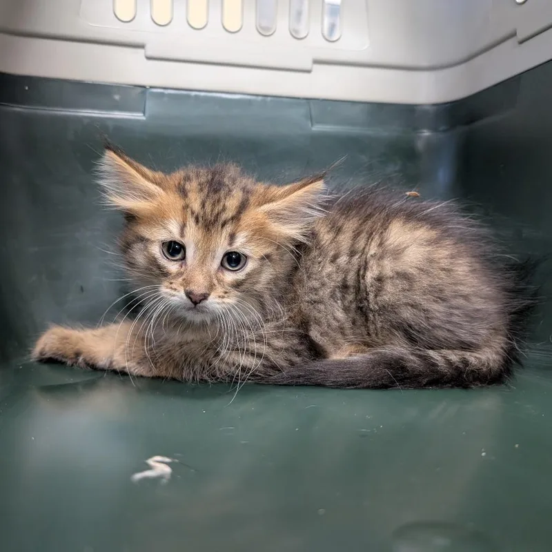 A baby small-sized male Brown / Chocolate Domestic Medium Hair cat named Dr. Doofenshmirtz for adoption in West Olive, MI