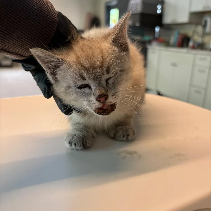 A baby small-sized female Lilac Point Domestic Short Hair cat named Melissa for adoption in Huntington, WV