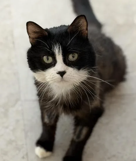 A senior medium-sized female Domestic Medium Hair cat named Potato for adoption in Cumberland, ME