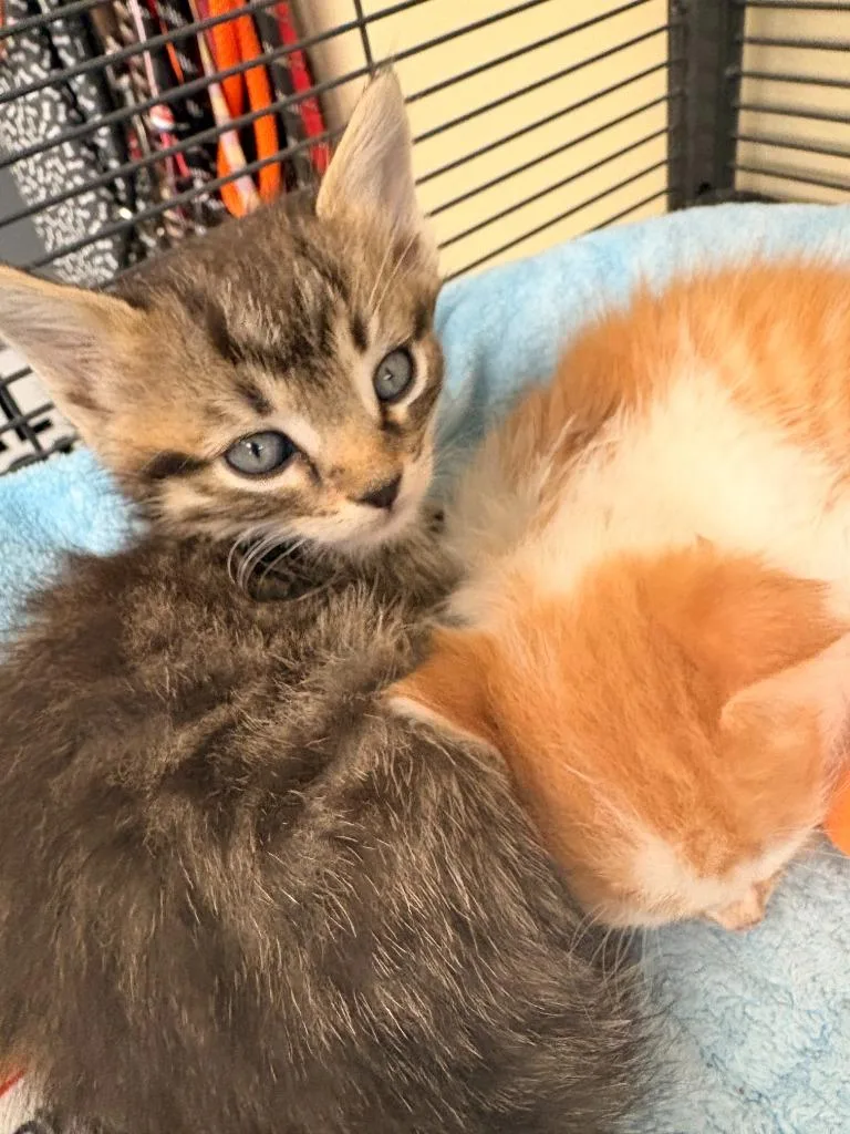 Nala