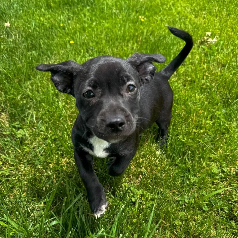 A baby small-sized female Black Labrador Retriever dog named Minnie for adoption in Valparaiso, IN