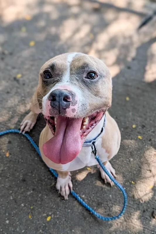 An adult large-sized female White / Cream Mixed Breed dog named Marianne for adoption in Cincinnati, OH