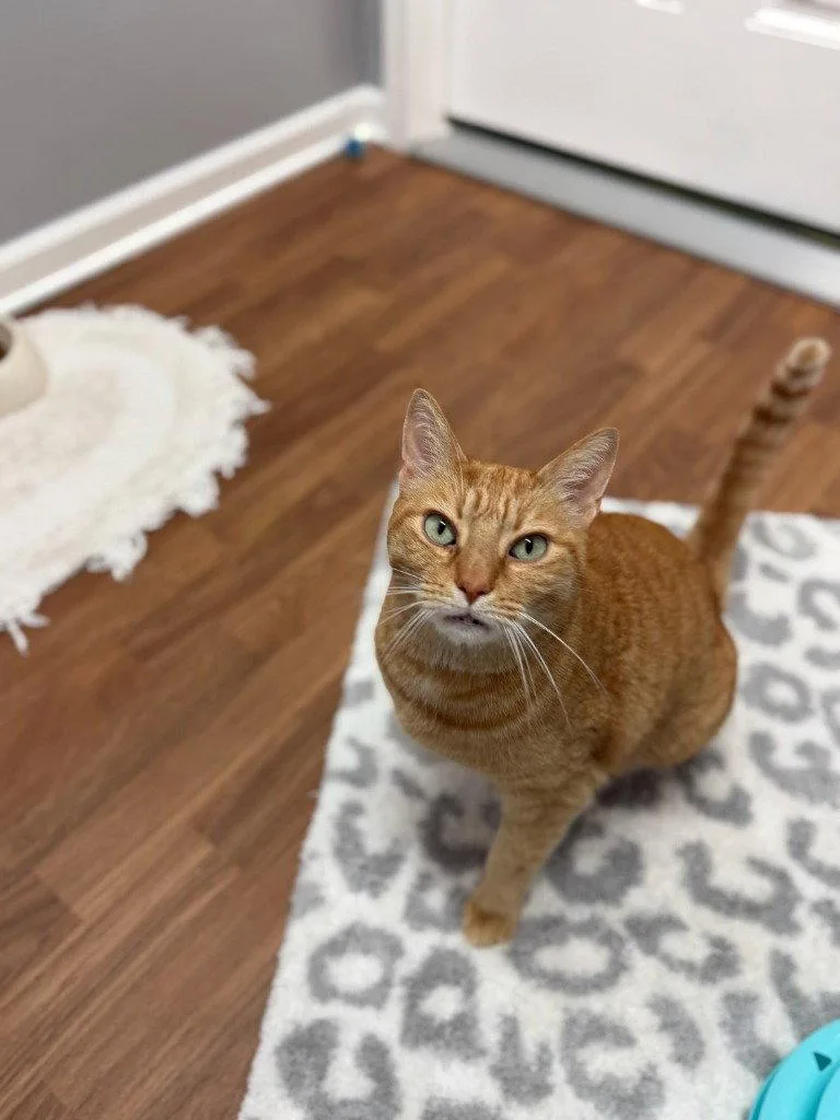 A senior medium-sized male Tabby cat named Flint for adoption in Lovingston, VA