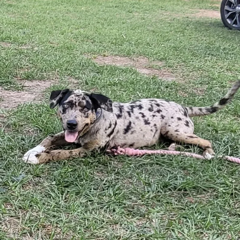 A young medium-sized male Catahoula Leopard Dog dog named Griffin for adoption in Queen City, TX