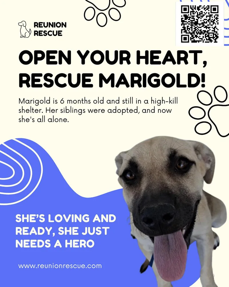 Marigold thumbnail 2