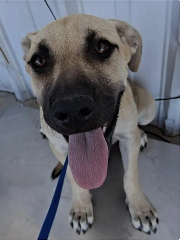 Marigold thumbnail 4