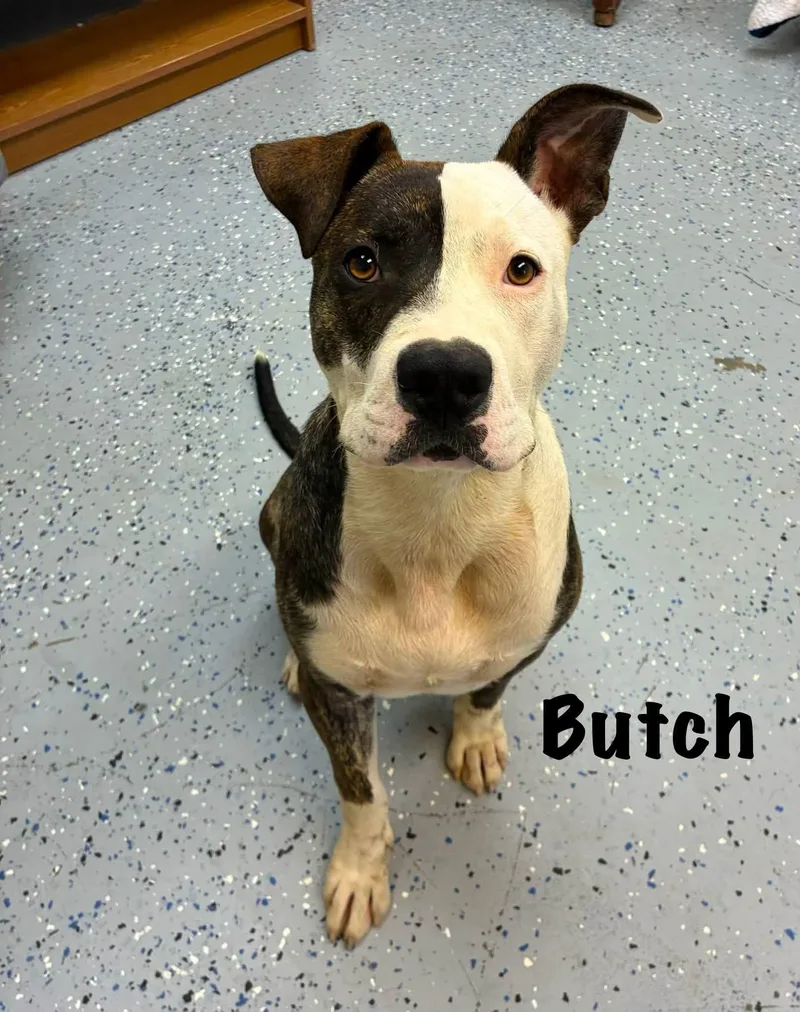 An adult large-sized male Brindle Pit Bull Terrier dog named Butch for adoption in Senatobia, MS