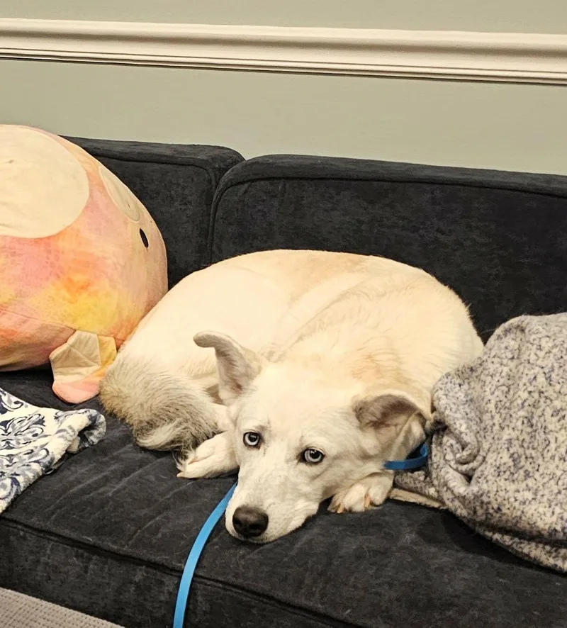 An adult medium-sized female Mixed Breed dog named Angel for adoption in Shelburne, VT