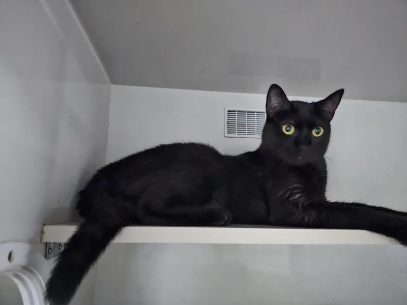 An adult medium-sized female Black Domestic Short Hair cat named Jaq for adoption in Bossier City, LA