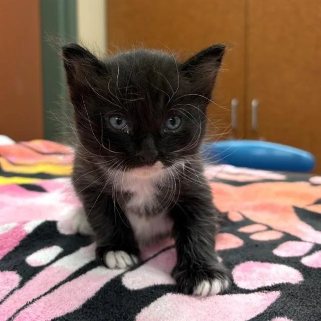 A baby small-sized male Domestic Long Hair cat named Cuddles for adoption in Rancho Cucamonga, CA